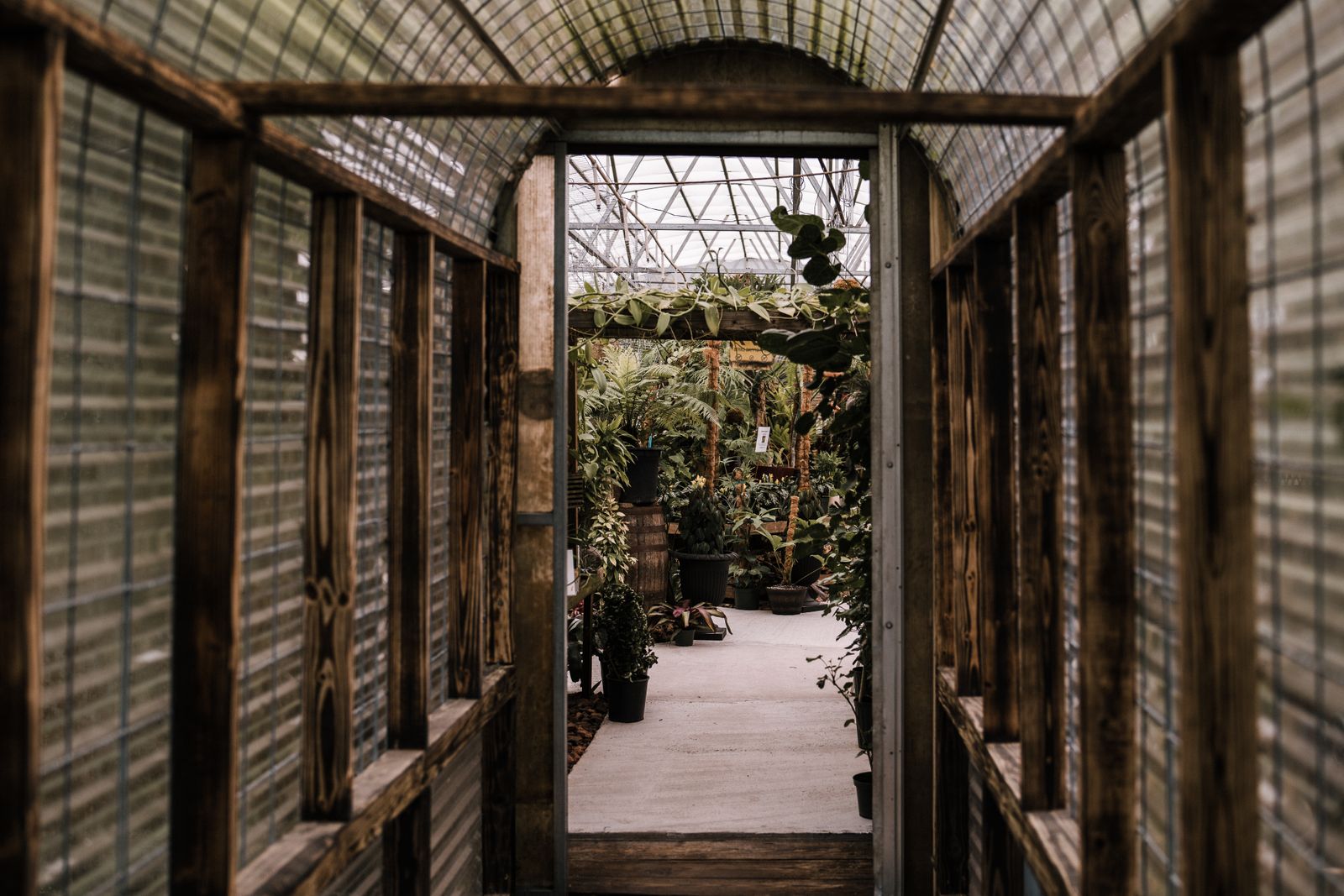 A cozy greenhouse interior hallway with lush plants growing along both sides and natural light streaming through the structure