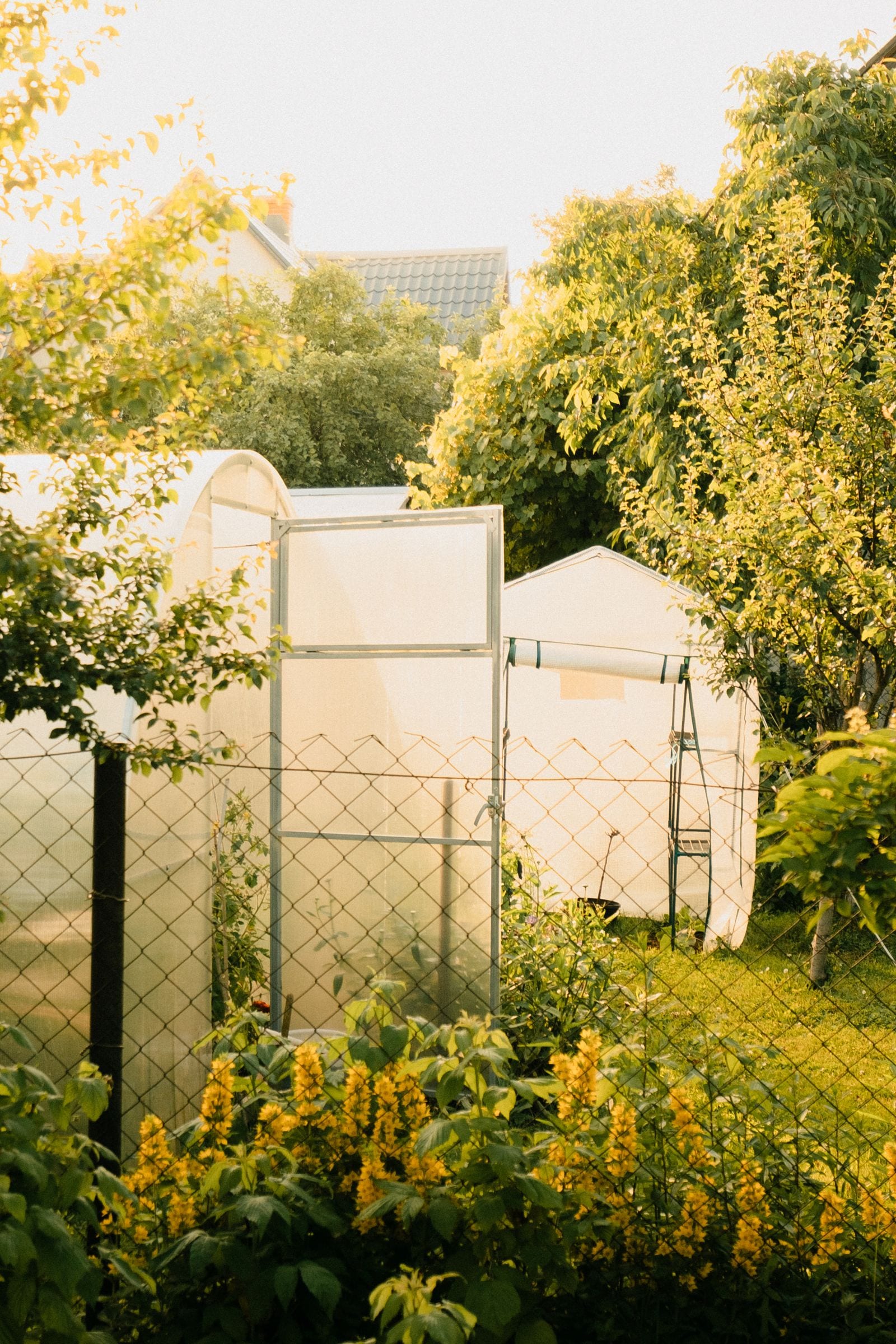 Residential backyard greenhouses in a lush garden setting with vibrant flowering plants under warm sunlight