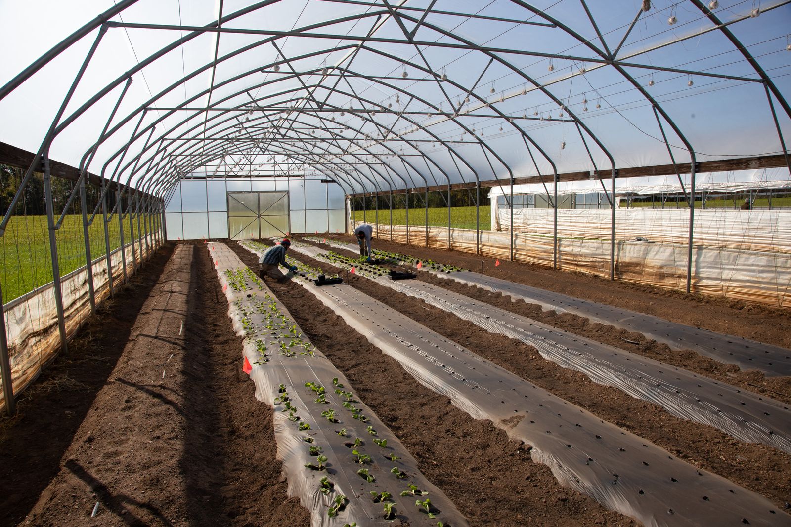 Two workers planting seedlings in rows inside a large high tunnel greenhouse on a sunny day with agricultural beds in the background