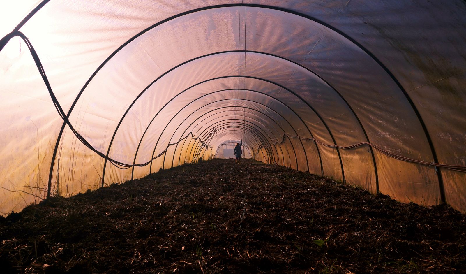 A person walking through an empty foil greenhouse tunnel showing the symmetrical galvanized steel hoop structure and dark soil floor with perspective lines converging at the far end