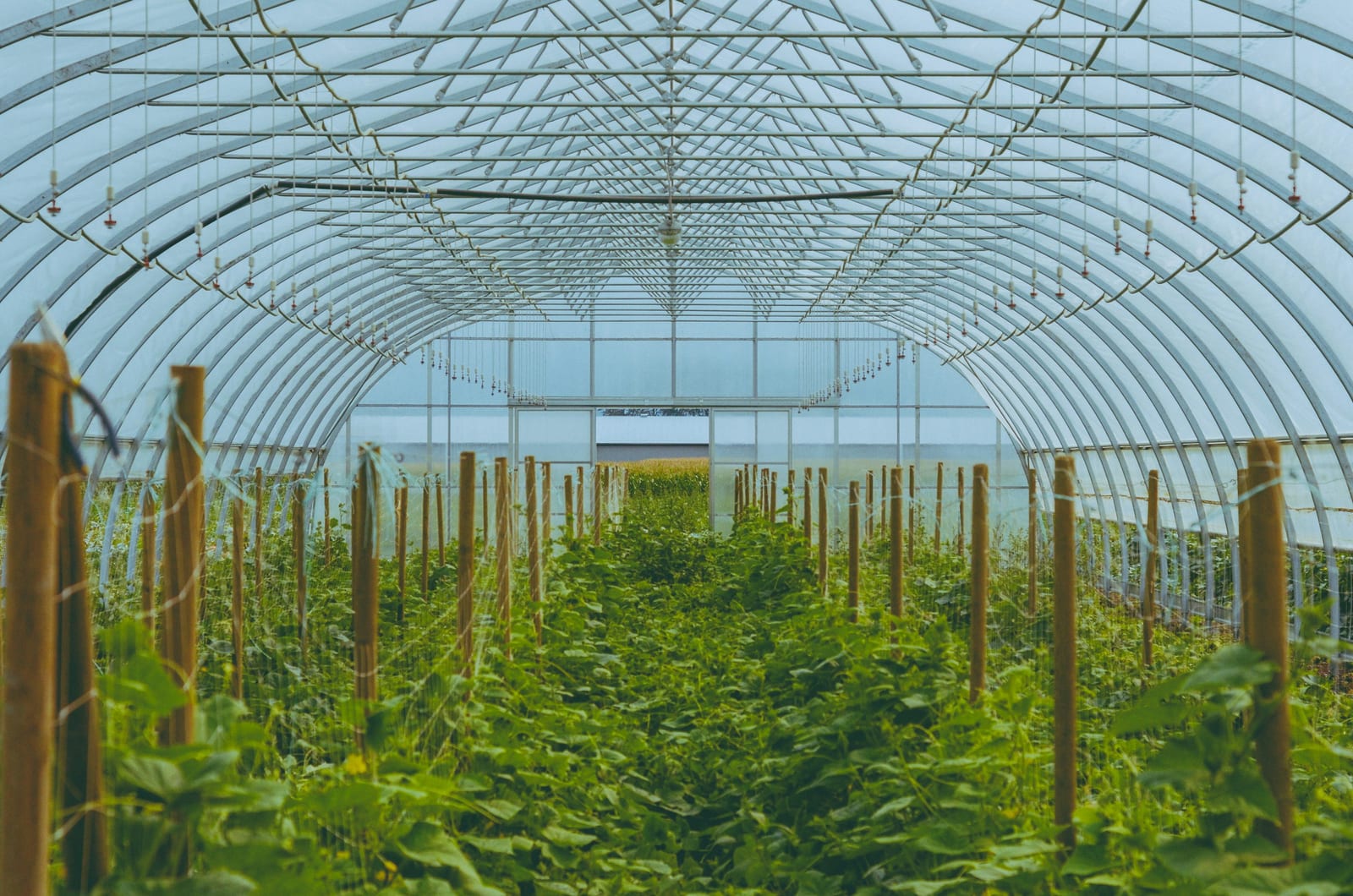 Dense lush interior of a commercial greenhouse packed with rows of thriving green plants in active production