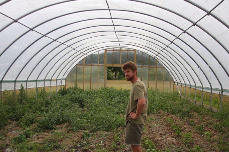 A farmer in a blue shirt inspecting young tomato plants growing inside a hoop house structure