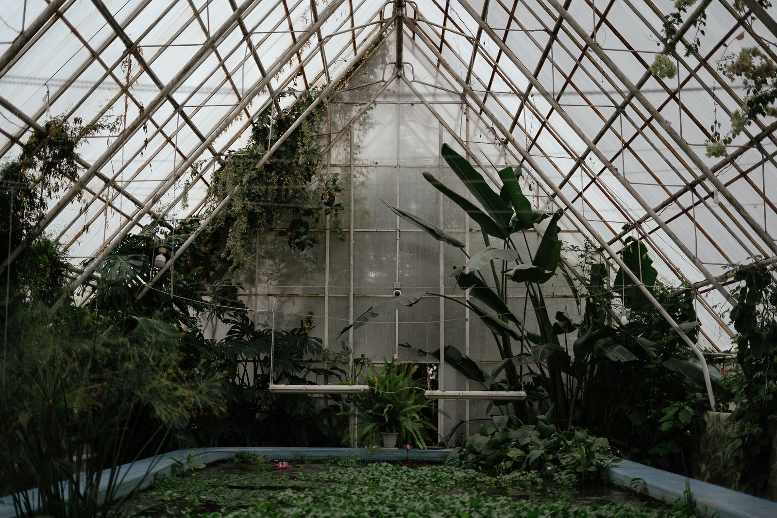 Interior of a greenhouse filled with lush green plants growing under natural light through polycarbonate panels