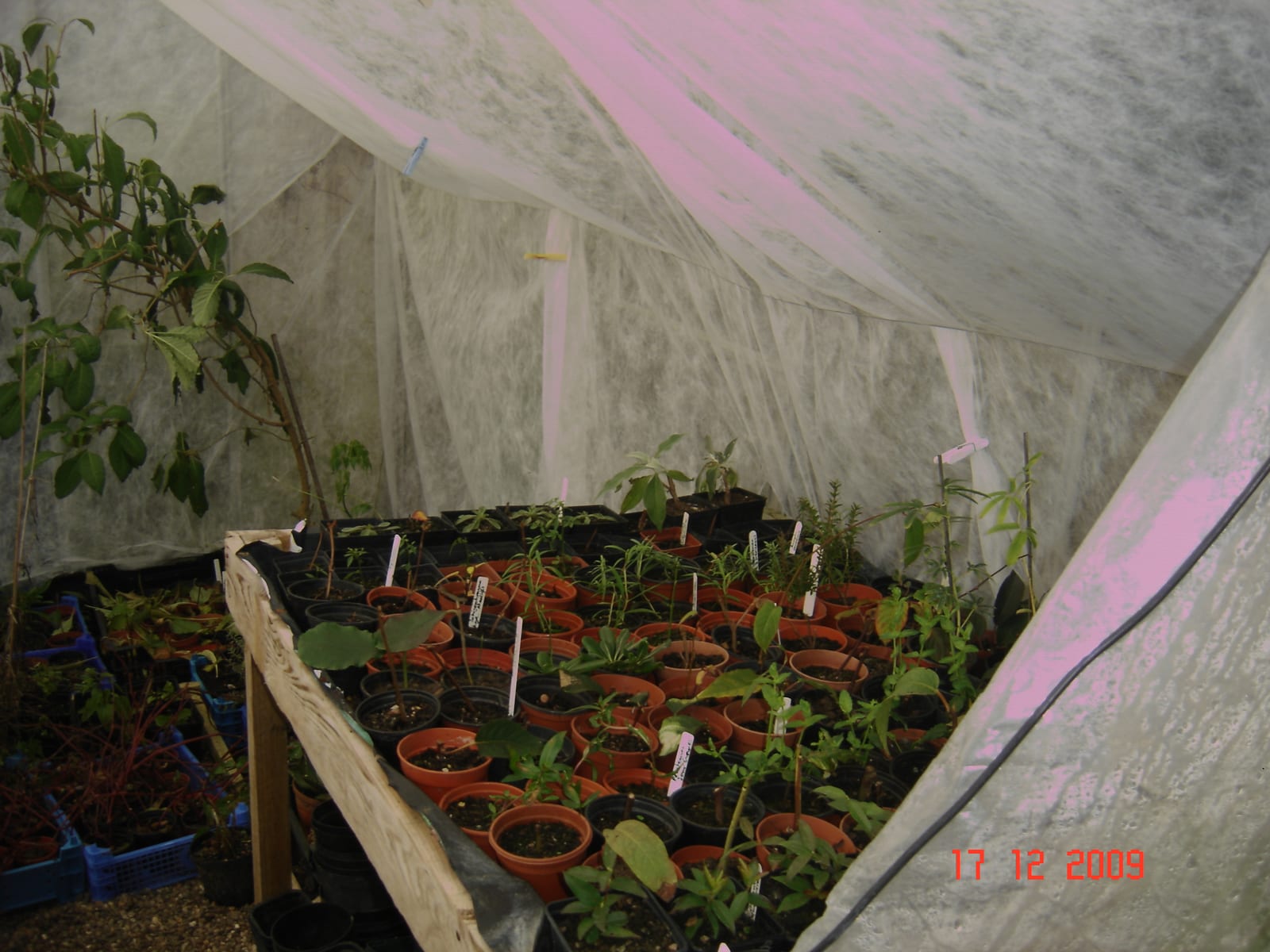 A greenhouse interior with fleece row-cover draped over raised beds, frost outside visible through the polycarbonate glazing
