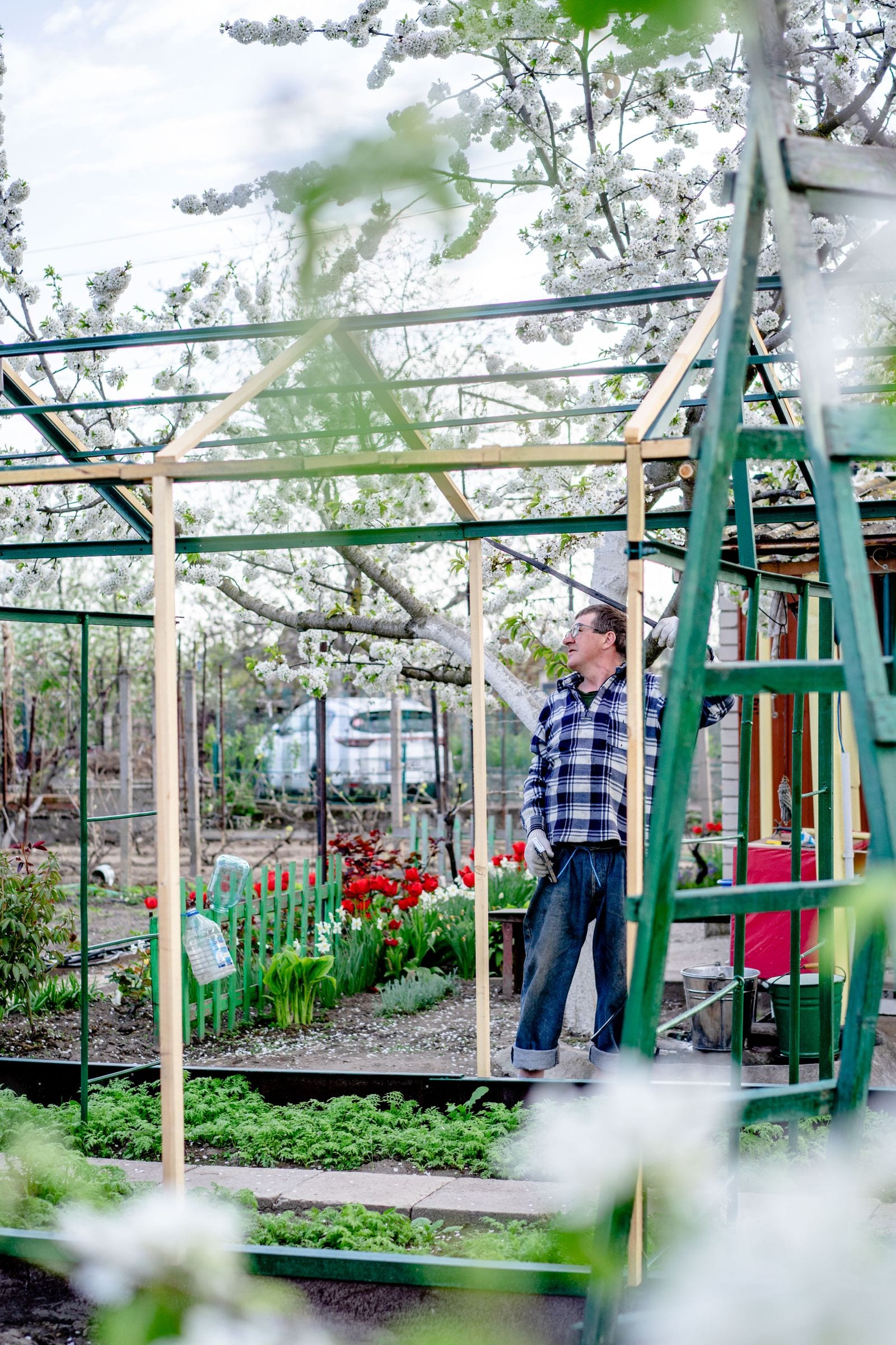 A man assembling the metal frame of a small backyard greenhouse surrounded by a blooming garden