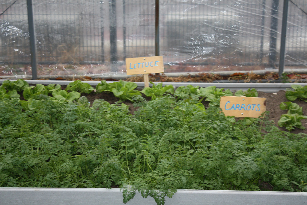 A high tunnel covered in white greenhouse poly film on a sunny day with crops growing inside