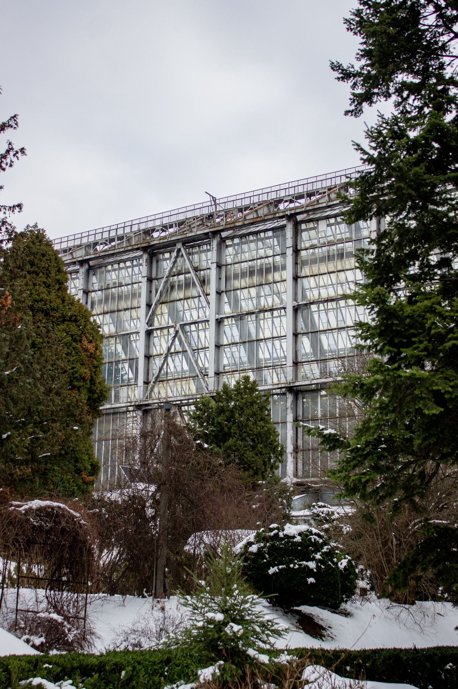 Inside a commercial glasshouse with even diffused overhead light and organized rows of growing crops