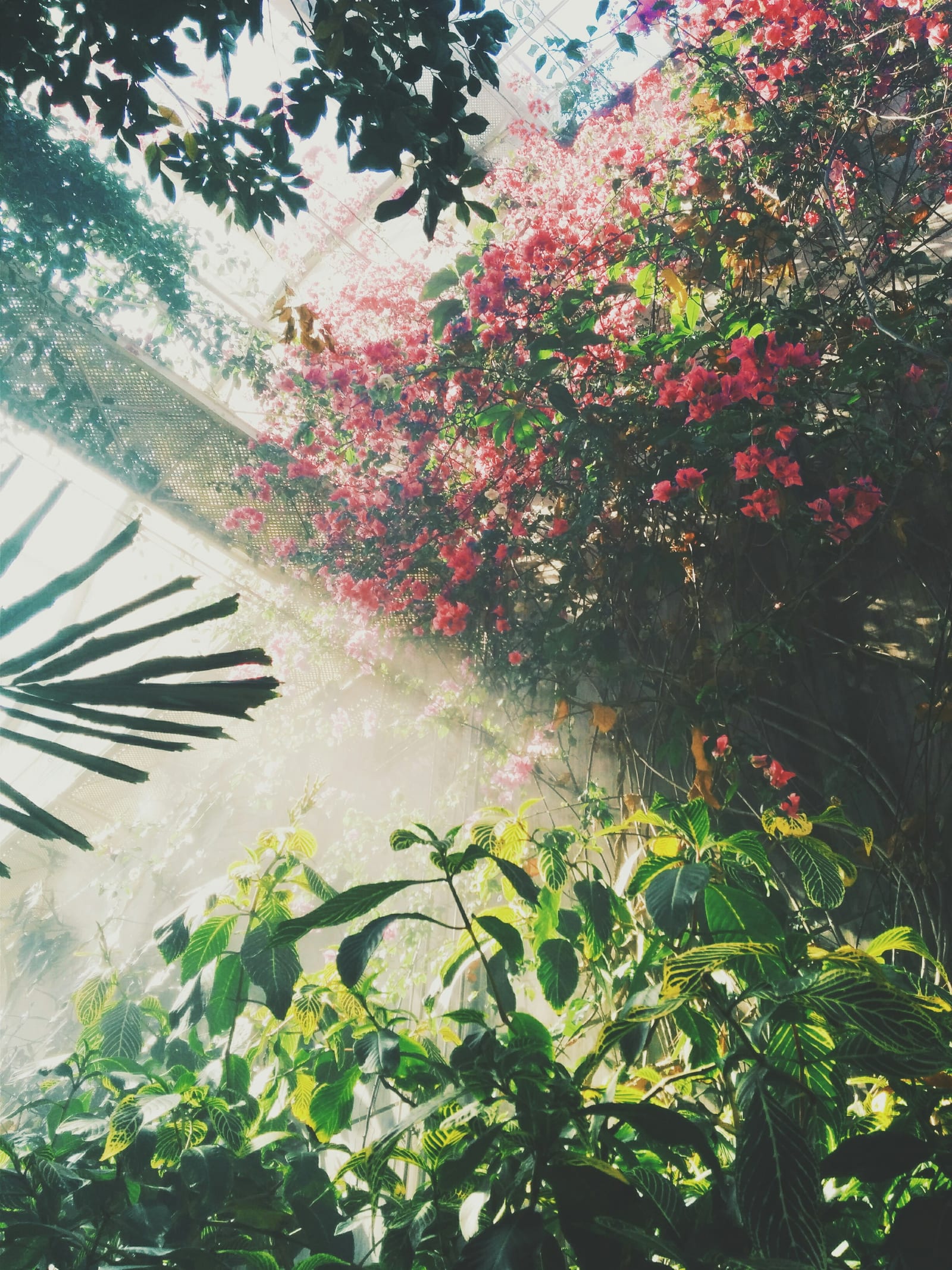 Sunlight streaming through glass greenhouse panels onto rows of flowering plants in a botanical garden