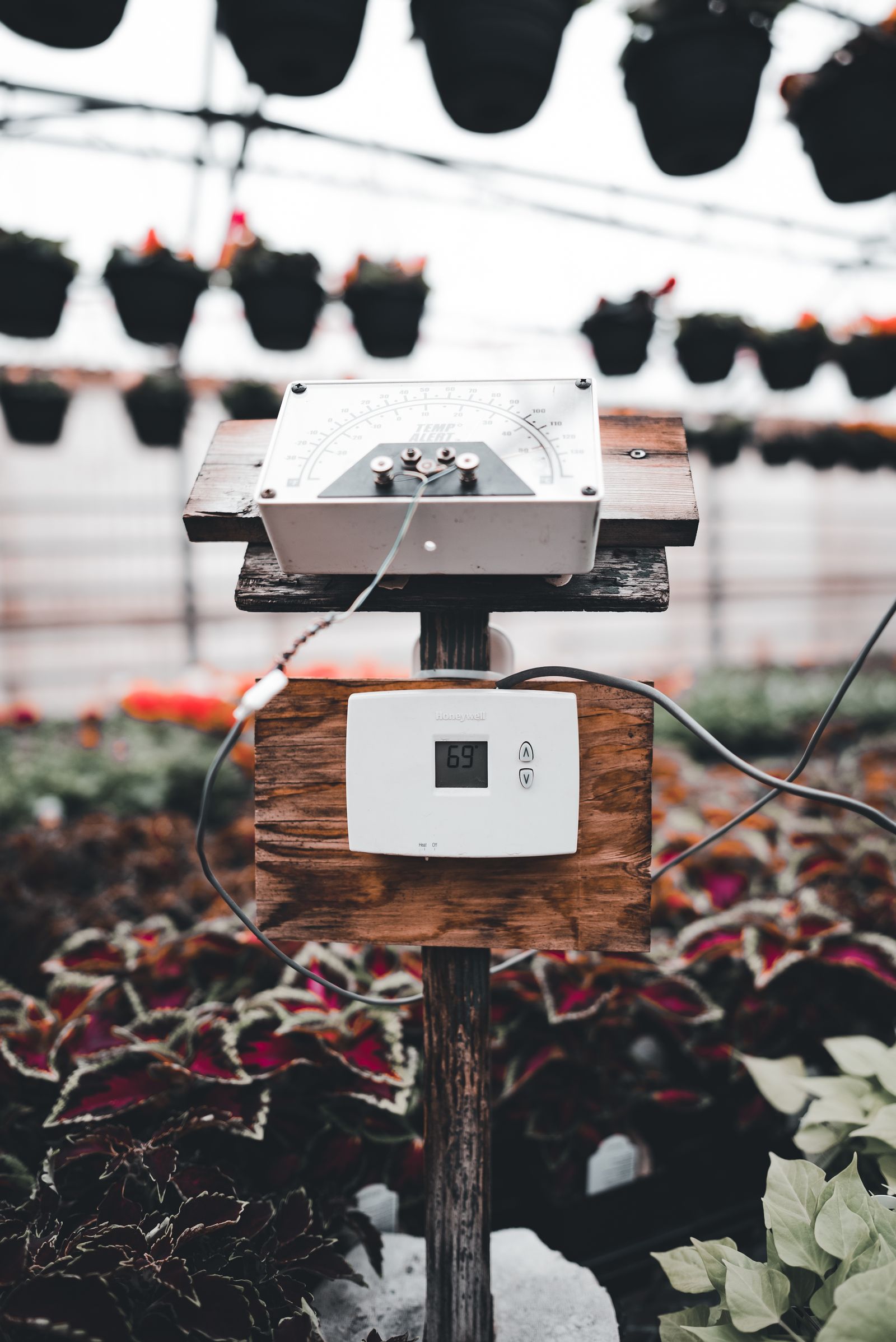 A digital climate control thermostat and temperature sensor mounted among flowering plants inside a greenhouse