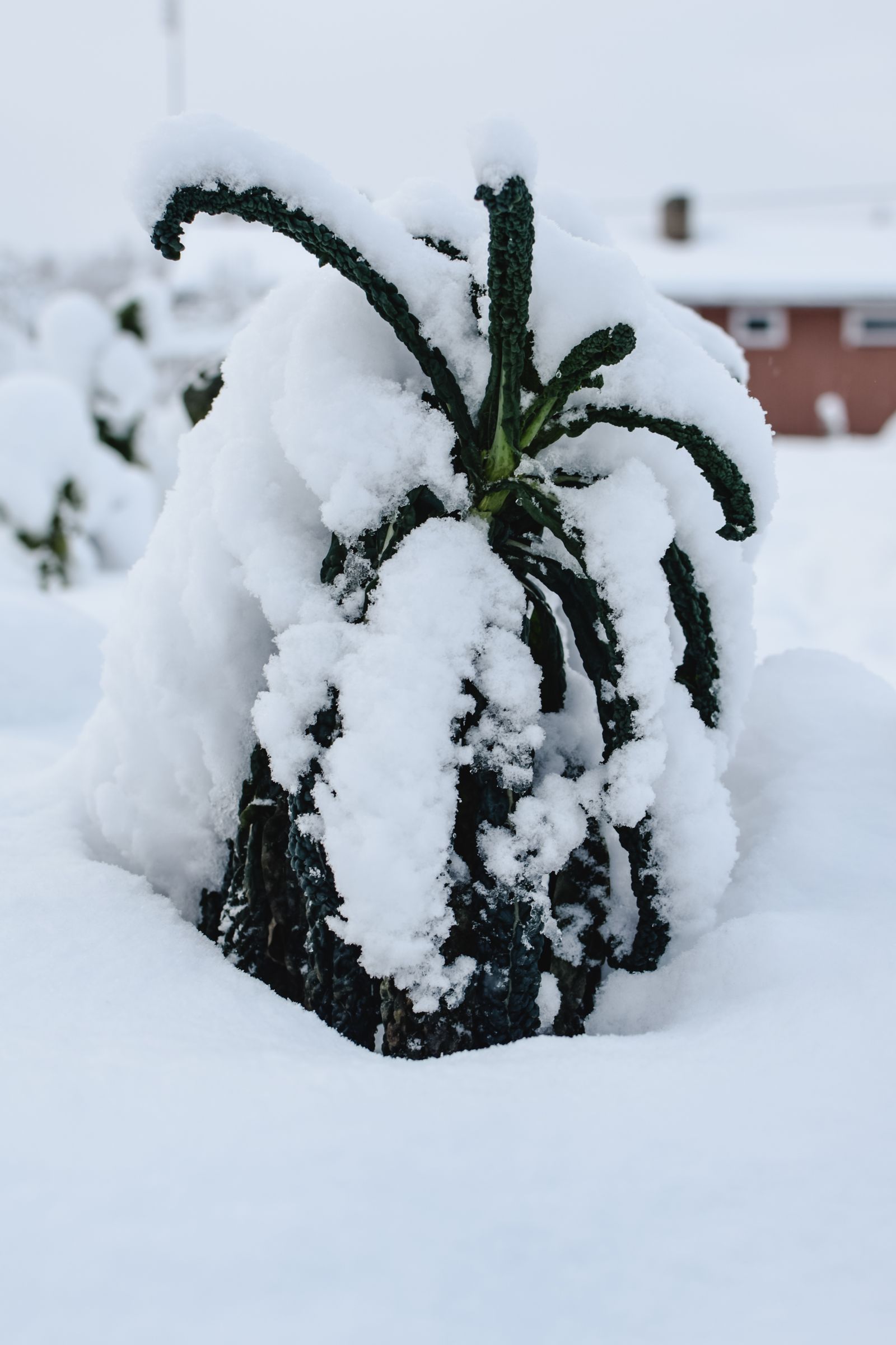 A green brassica plant dusted with fresh snow in a winter garden, leaves intact and undamaged after a freeze in Estonia