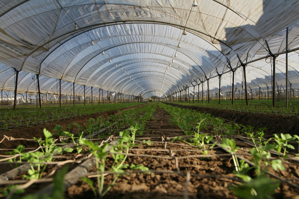 Trays of young seedlings growing on staging inside a greenhouse