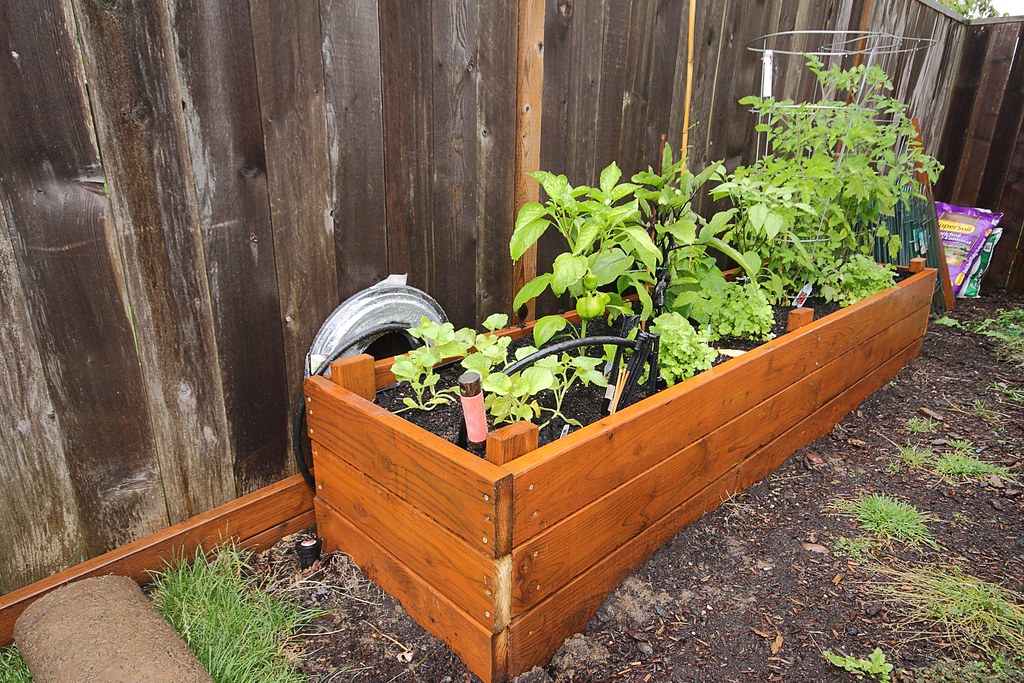 A tidy raised-bed kitchen garden planted out in spring