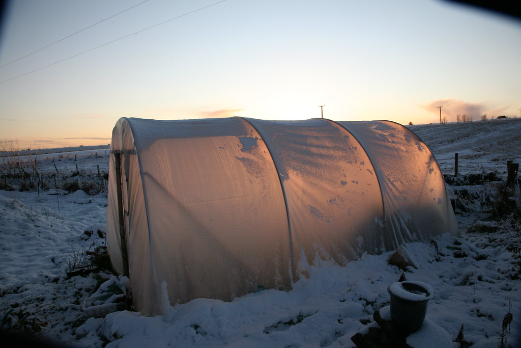A polytunnel standing in an open field under a grey sky