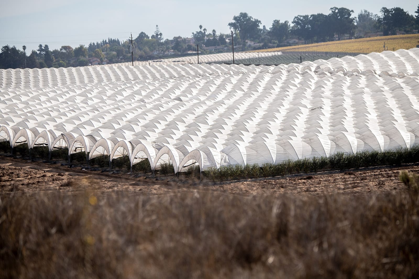 Commercial high tunnel structures with white poly film covers in Santa Maria, California, with drip irrigation visible inside and agricultural fields in the background