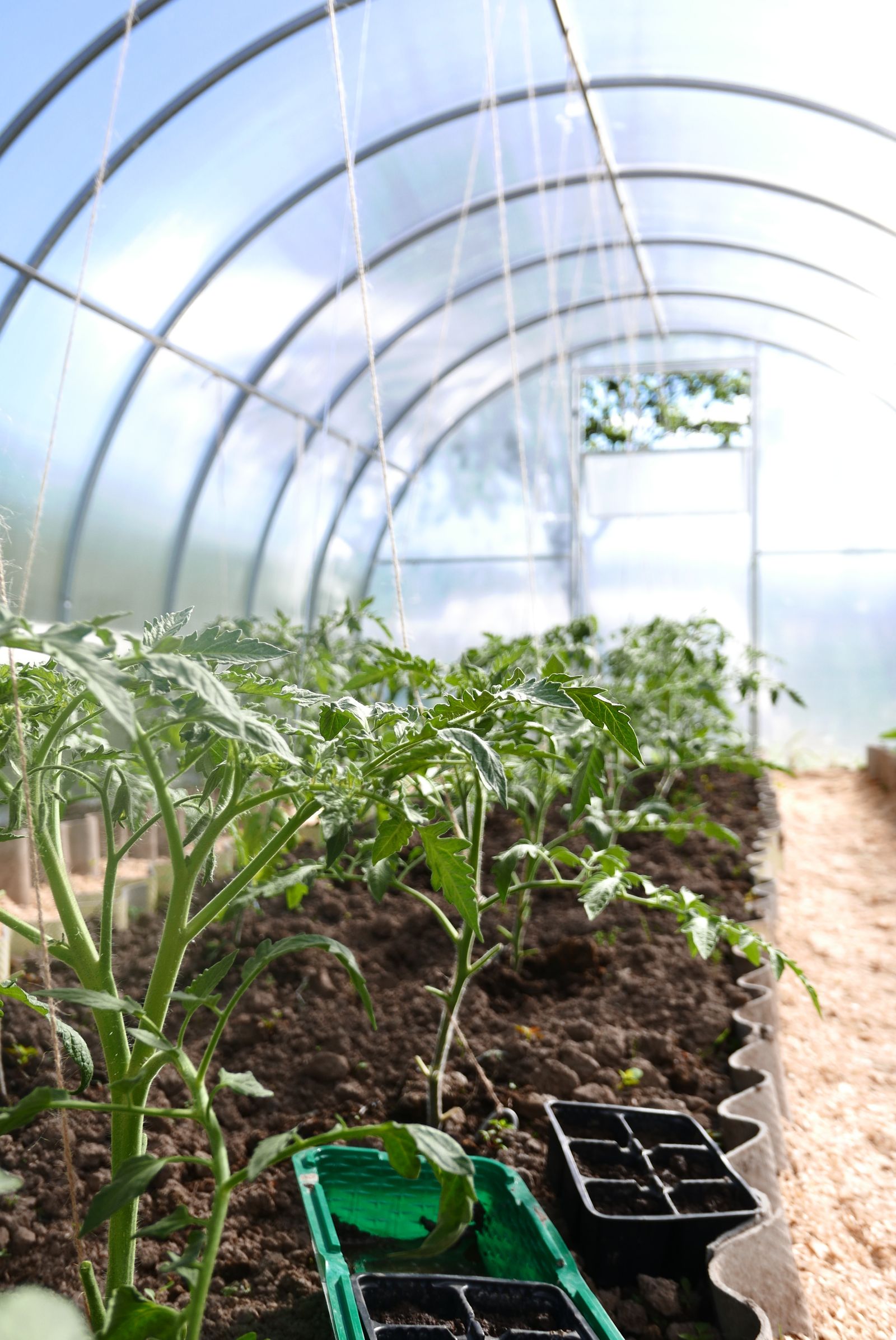 Lush tomato plants growing in dense rows inside a sunlit greenhouse tunnel, green foliage and fruit filling the frame