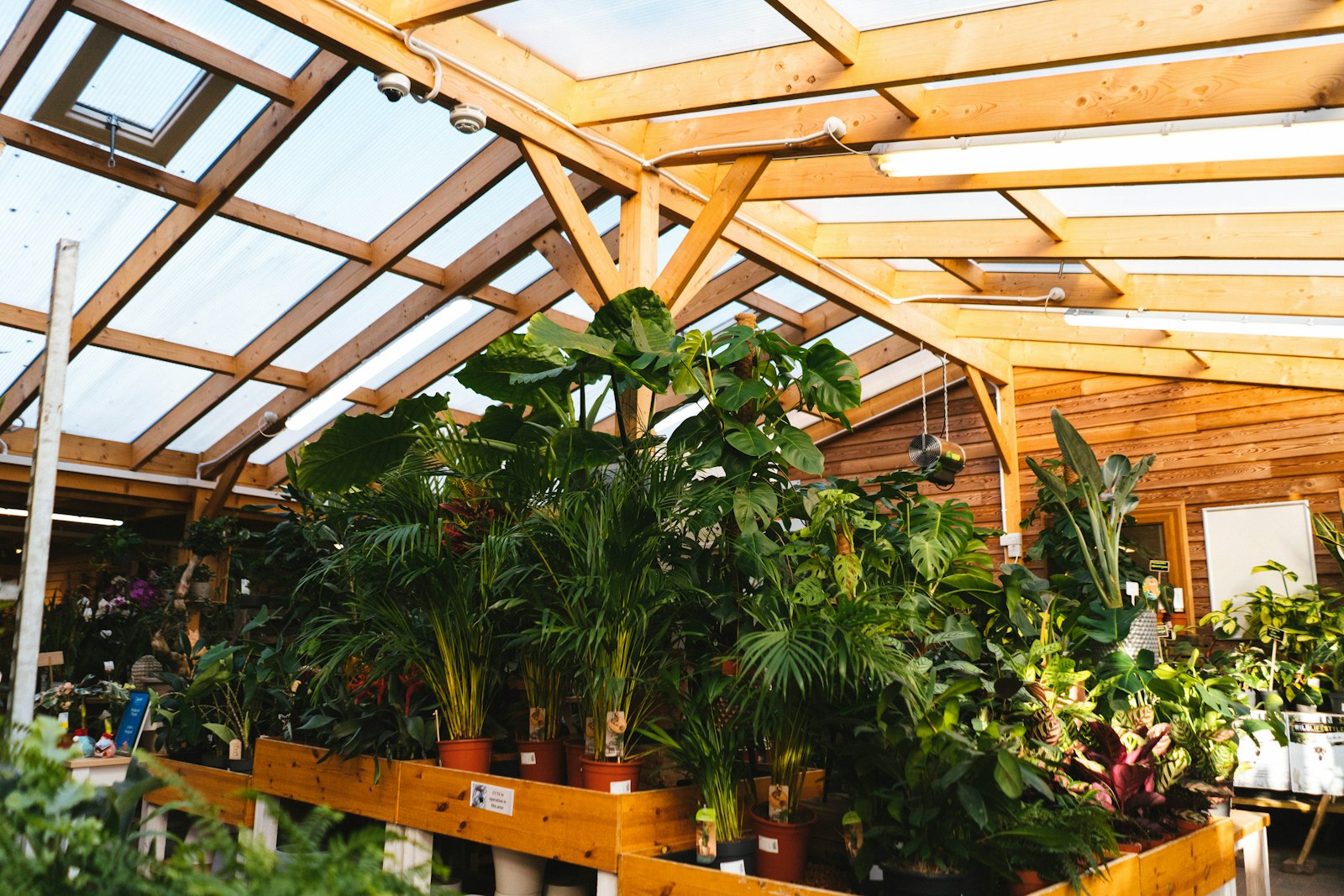 A greenhouse filled with abundant green plants and potted plants growing in natural light