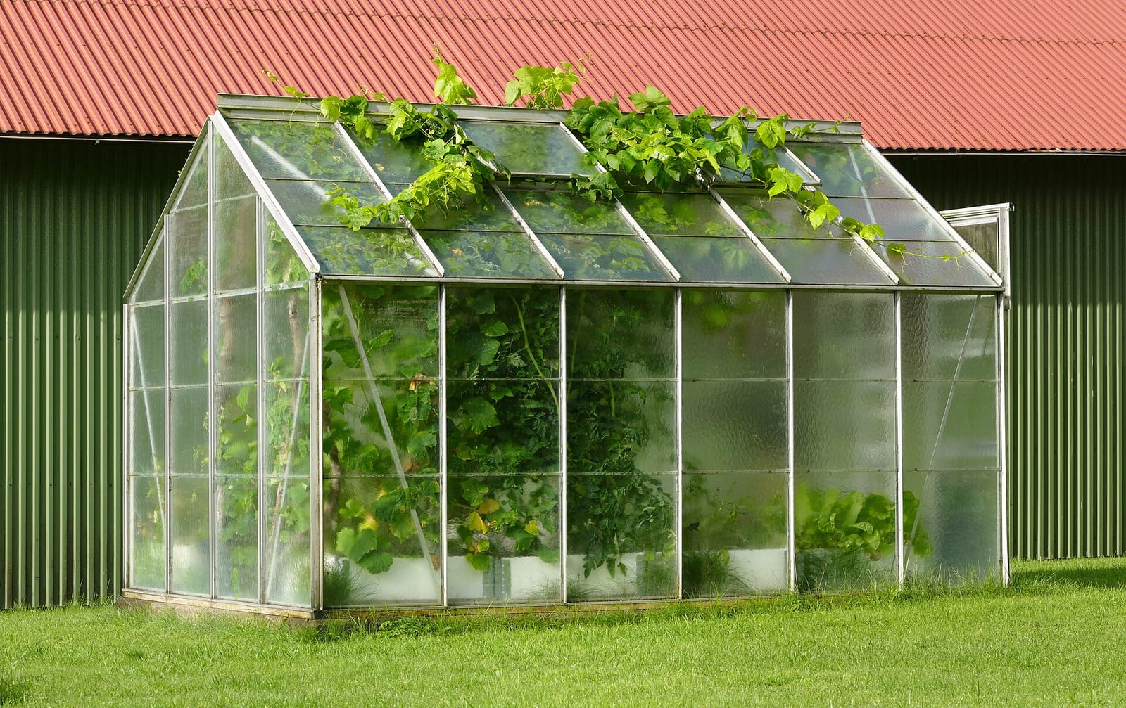 A small residential greenhouse with grapevines growing out through open roof vents on a summer day in a Swedish garden