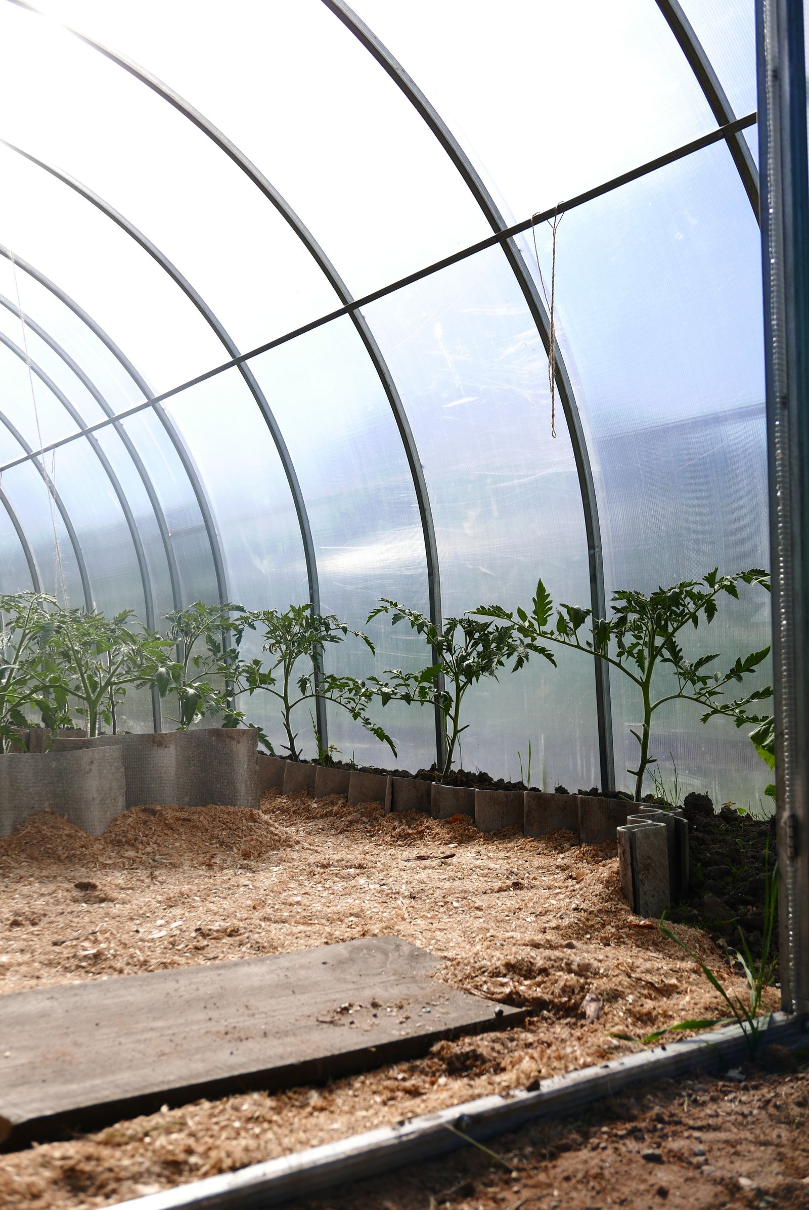Sunlit greenhouse interior with young vegetable seedlings growing in soil under bright natural light streaming through polycarbonate panels