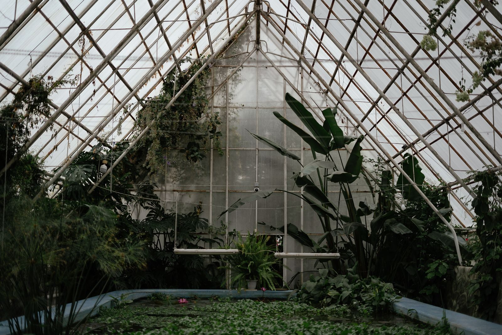Interior of a glass greenhouse filled with tropical and subtropical plants, natural light streaming evenly through the glass panels