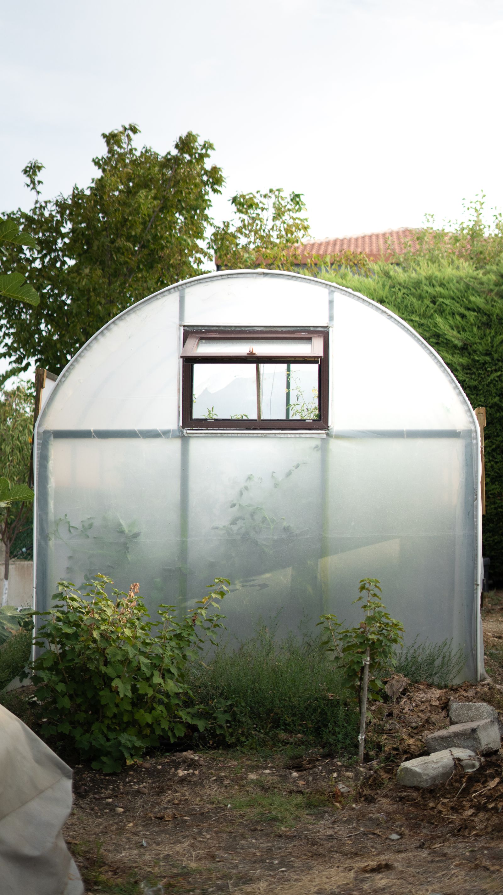 A small backyard greenhouse surrounded by lush green garden plantings in a residential yard setting
