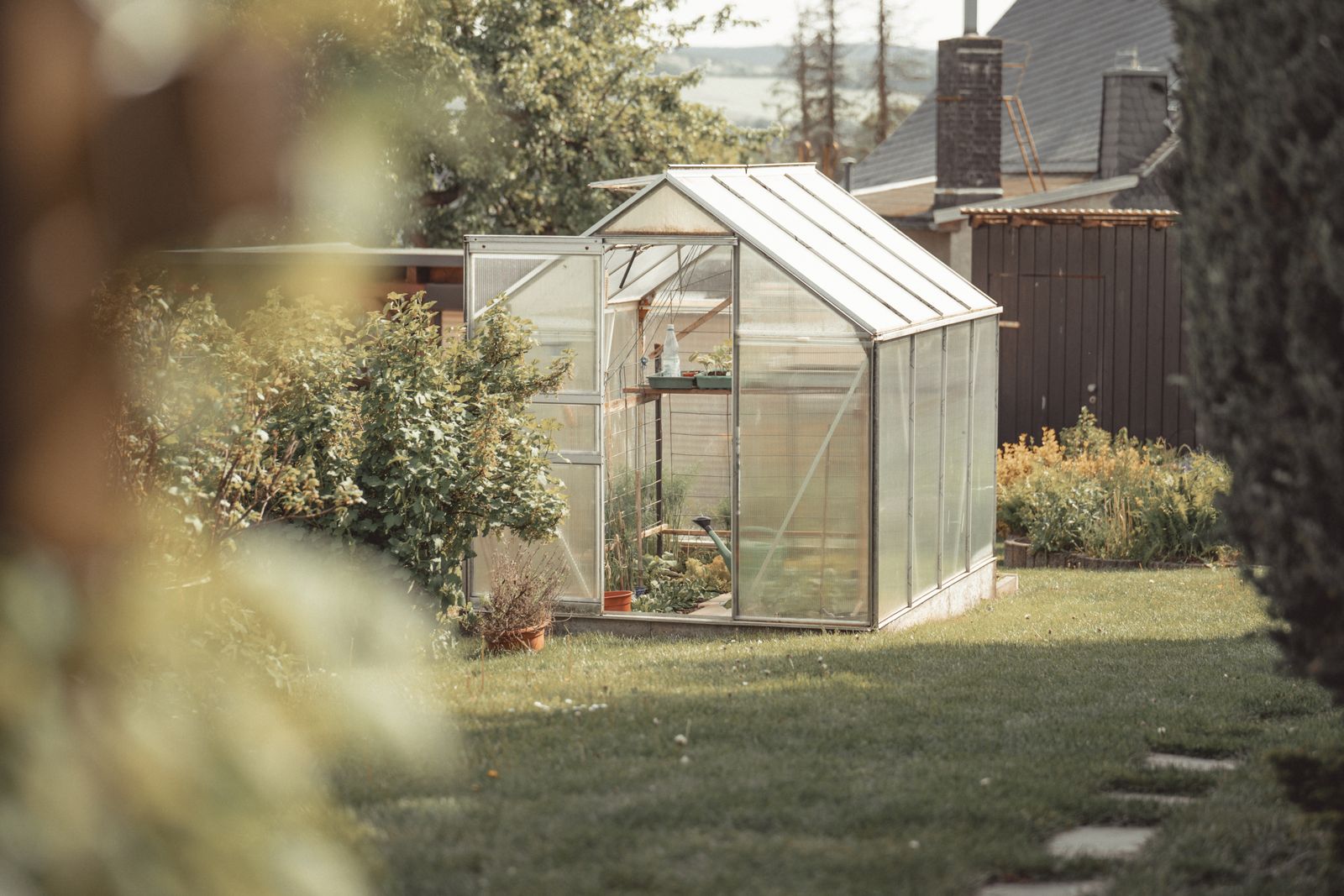A small backyard greenhouse surrounded by lush green plants and garden beds on a sunny day