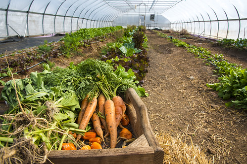 PE-covered hoop houses and greenhouse structures at an urban farm with winter crops growing inside